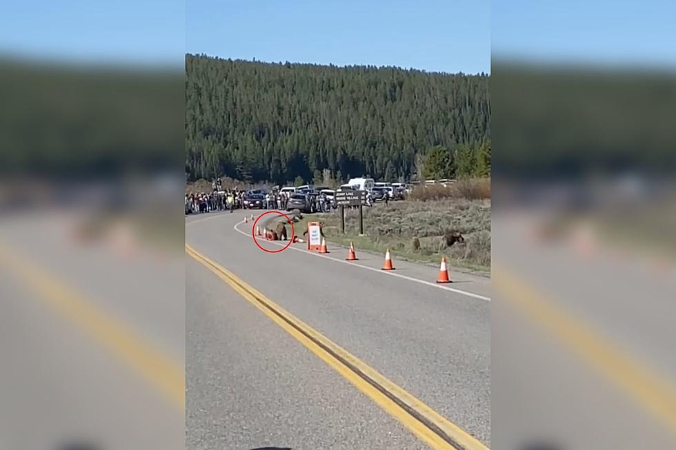 WATCH: Grizzly 399 and Cubs Stop Traffic at the Grand Tetons