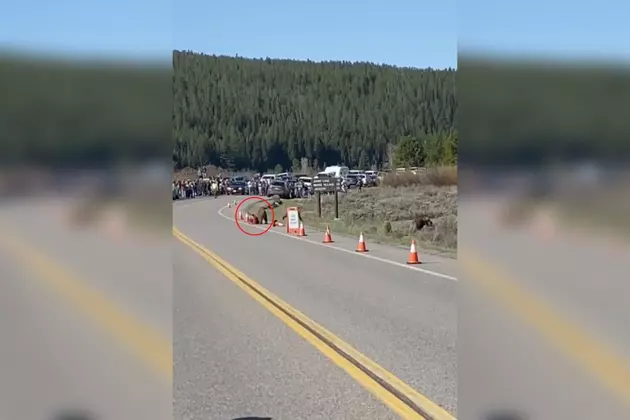 WATCH: Grizzly 399 and Cubs Stop Traffic at the Grand Tetons