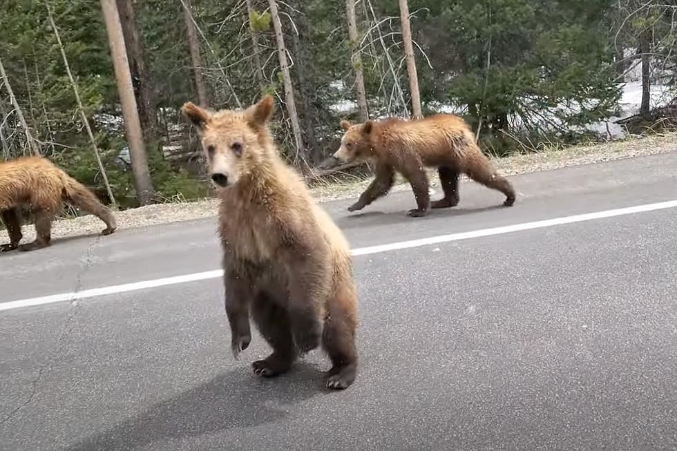 WATCH: One of Grizzly 399&#8217;s Cubs Gets Real &#8216;Friendly&#8217; With Motorist