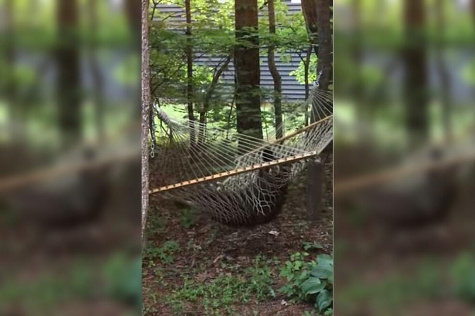 Bear Relaxing on a Hammock Is the Coolest Thing You’ll See Today