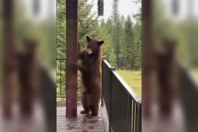 WATCH: Hungry Bear Helps Itself to Bird Feeder in Montana
