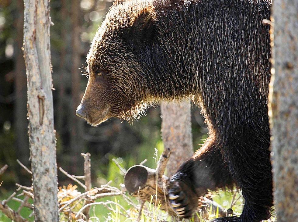 National Park Service Shares Hilarious, But Accurate ‘Bear Attack: Dos & Don’ts’ List