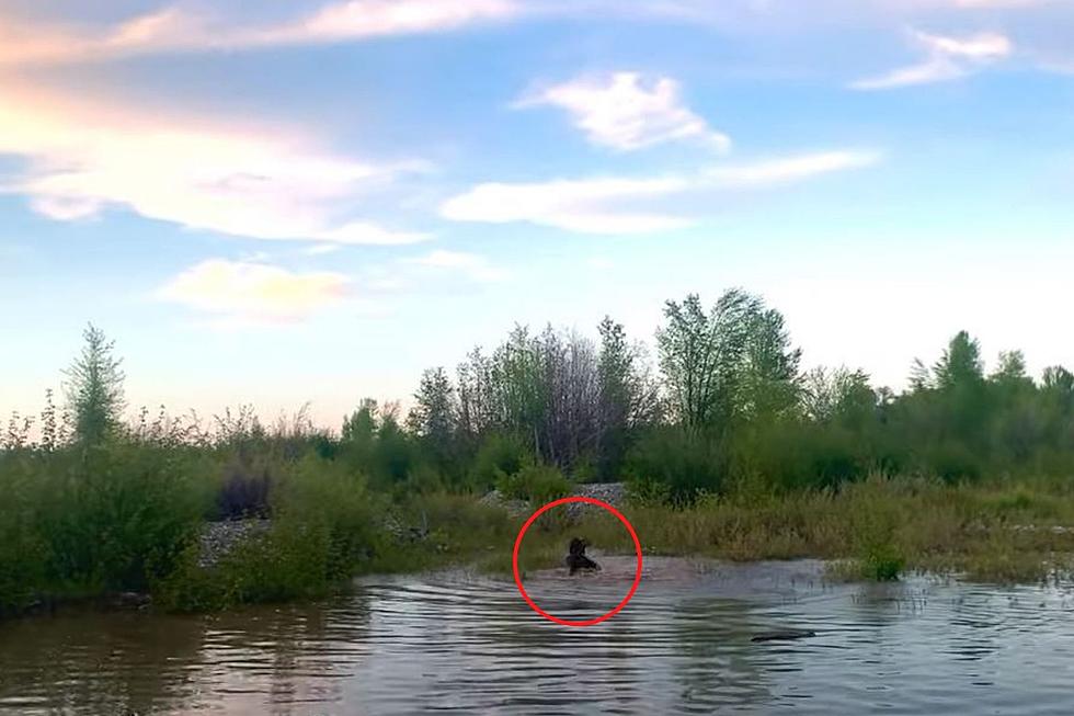 Watch Two Beavers Battle It Out in the Grand Teton National Park