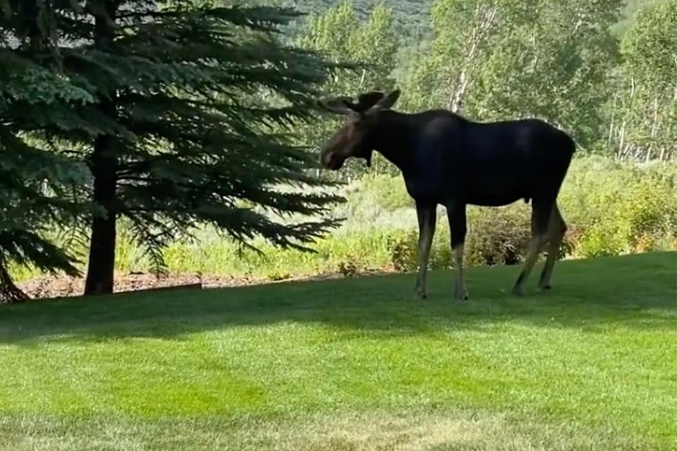 Nikki Sixx Captures Video of Moose on His Jackson Property