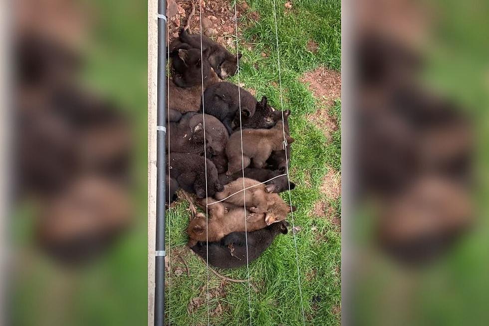 Check Out This Adorable Bundle of Baby Bears in Rapid City
