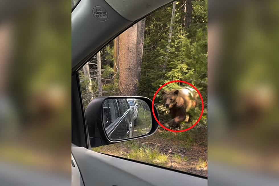 Watch This Bear Family Startle Motorists in the Grand Tetons