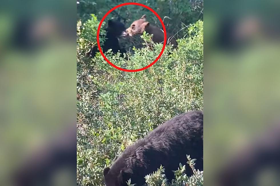 WATCH: Bear Cubs Playfully Wrestle Around in Yellowstone National Park