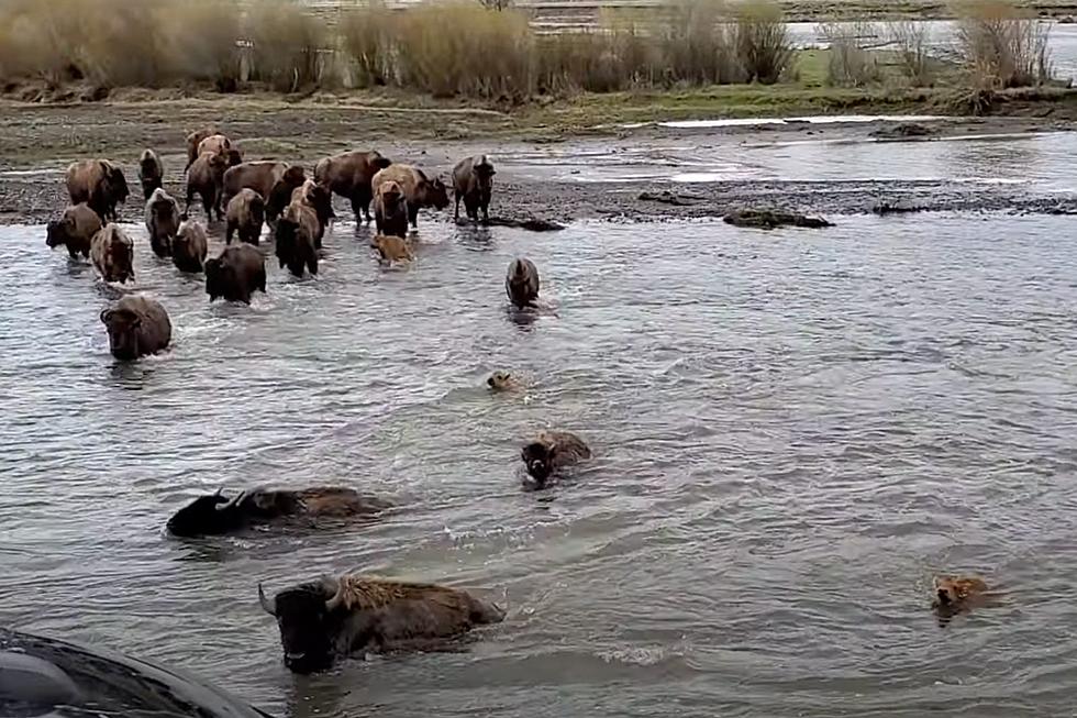 Watch This &#8216;Red Dog&#8217; Herd Cross a River in Yellowstone National Park