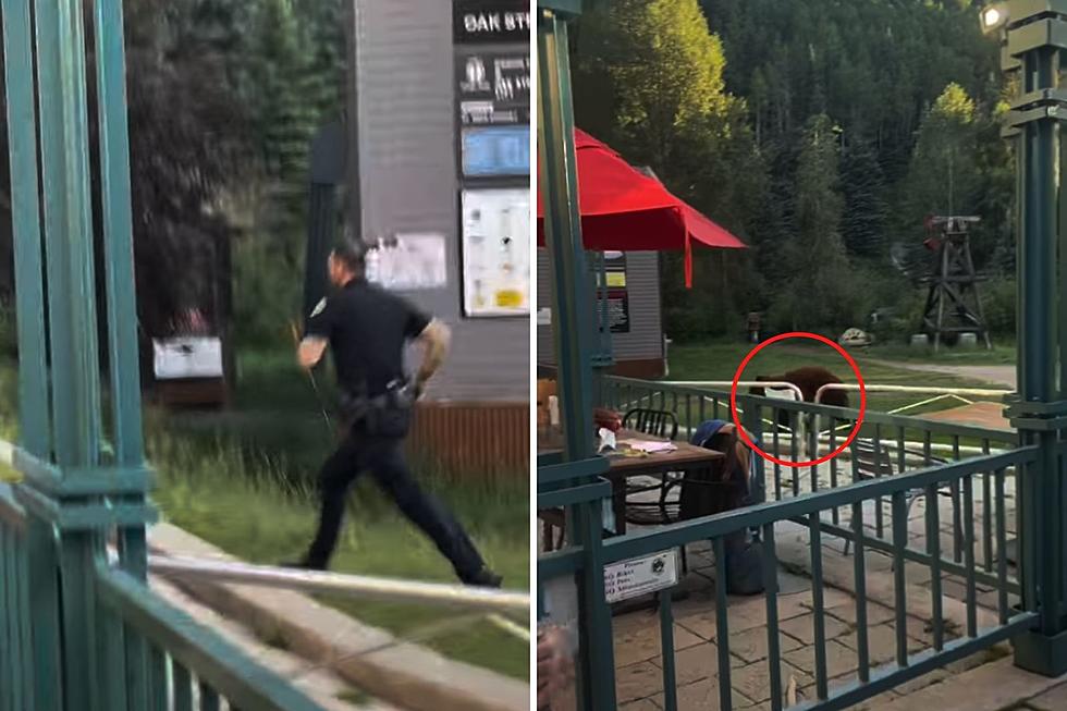 Colorado Officer Chases a Bear Away From People &#038; Into the Woods