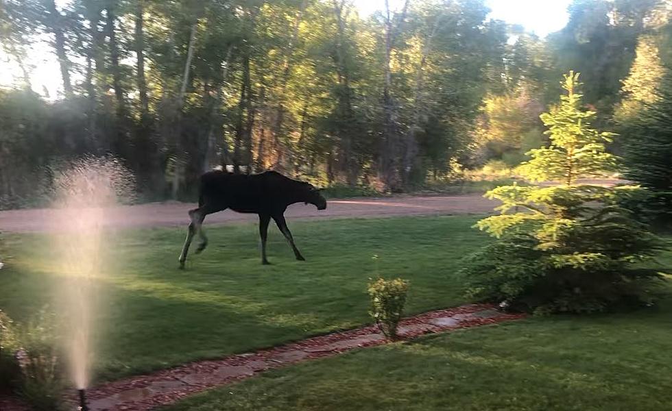 WATCH: Young Moose Enjoys Cooling Off With Sprinklers in Evanston
