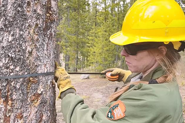 Yellowstone National Park Shares a Minute on Tree Removal Video