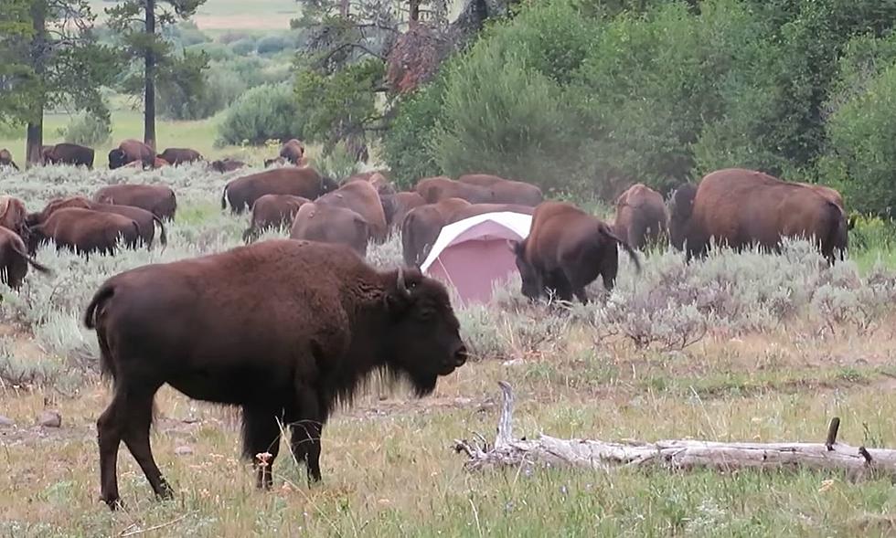 Rutting Bison Herd Surround Camp at Yellowstone National Park
