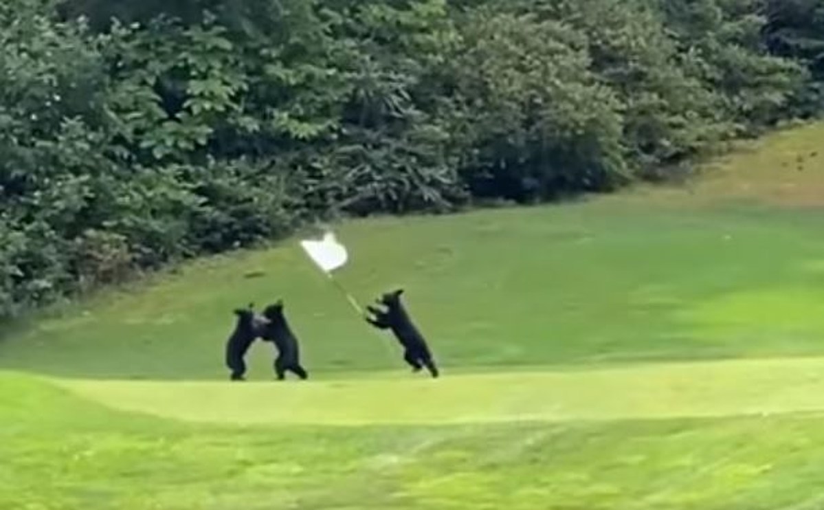 'Three Little Bears' Have Fun Playing on a Golf Course