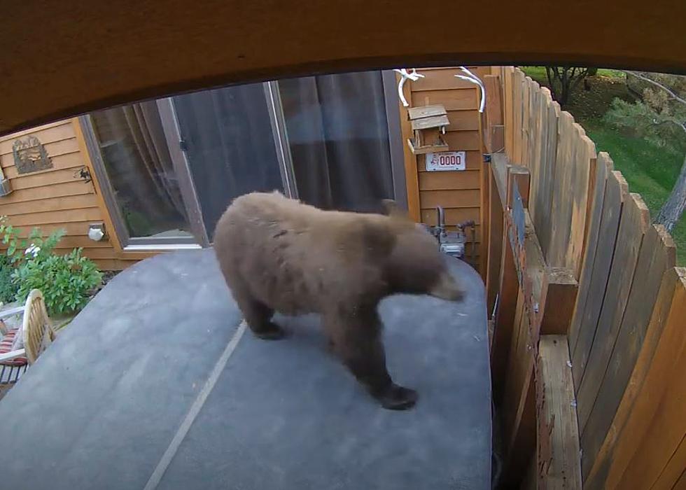 WATCH: Bear Caught on Security Camera Creeping on Top of Hot Tub