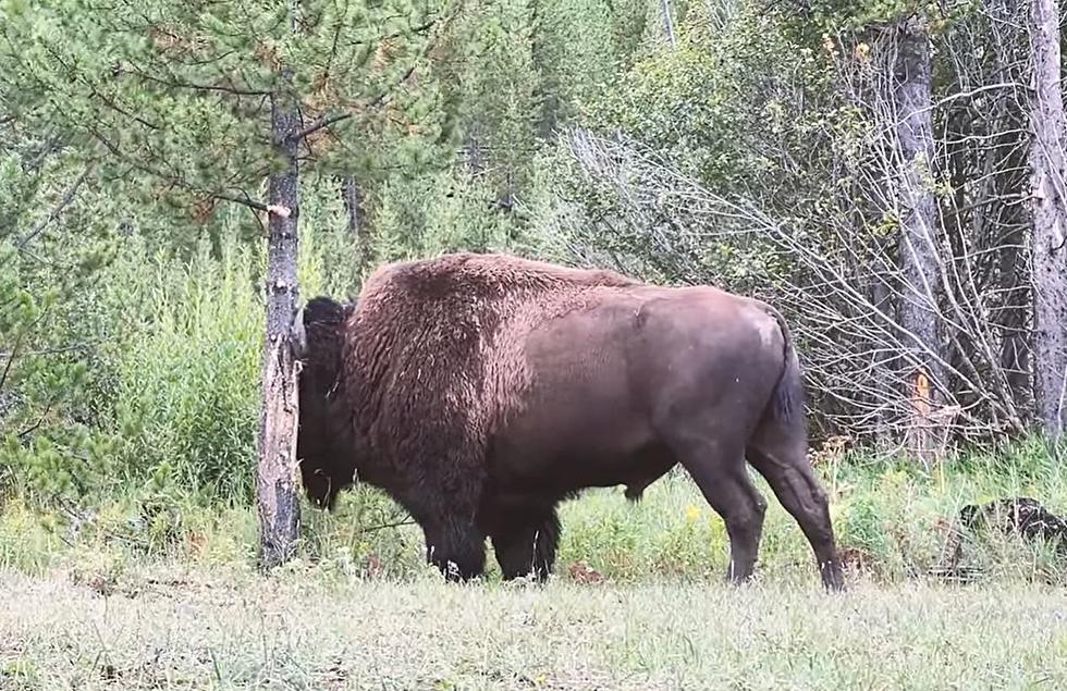Yellowstone National Park Shares Informative Bison &#8216;Rub Tree&#8217; Video