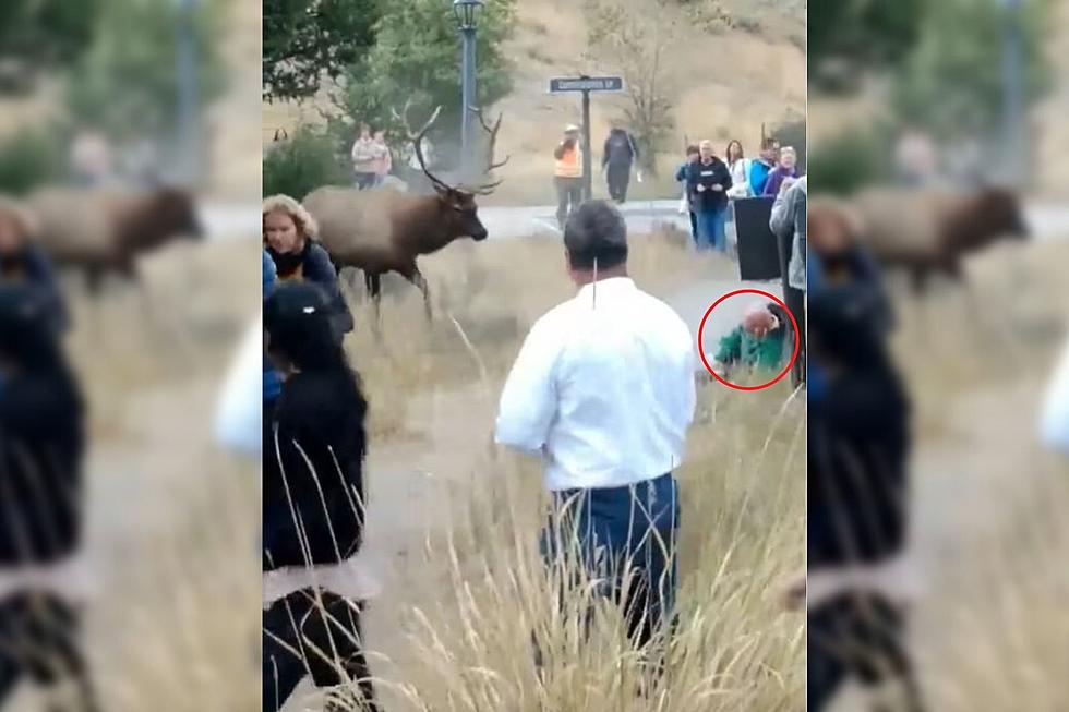 FLASHBACK: Elk Attacks Tourist in Yellowstone National Park