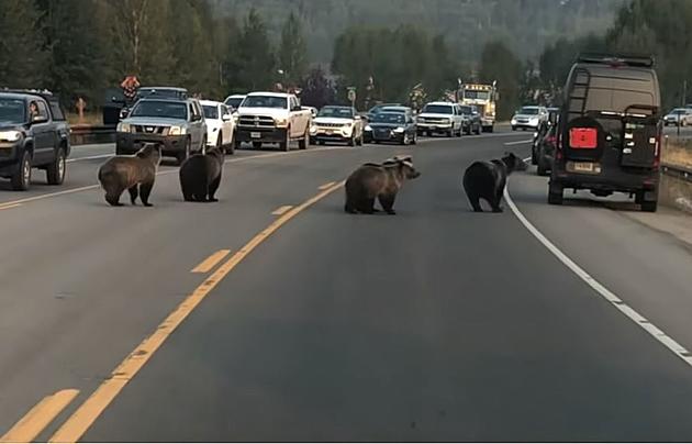 Watch Grizzly 399 &#038; Cubs Stop Traffic on Highway 22