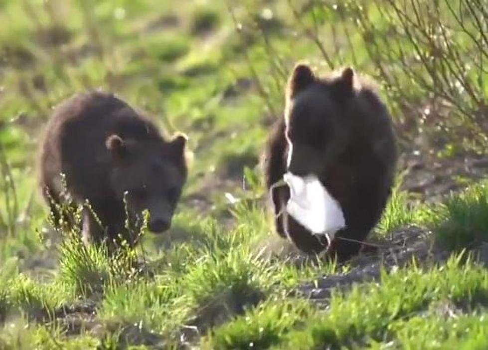 Photographer Urges Tourists to Correctly Dispose of Trash in Grand Teton National Park