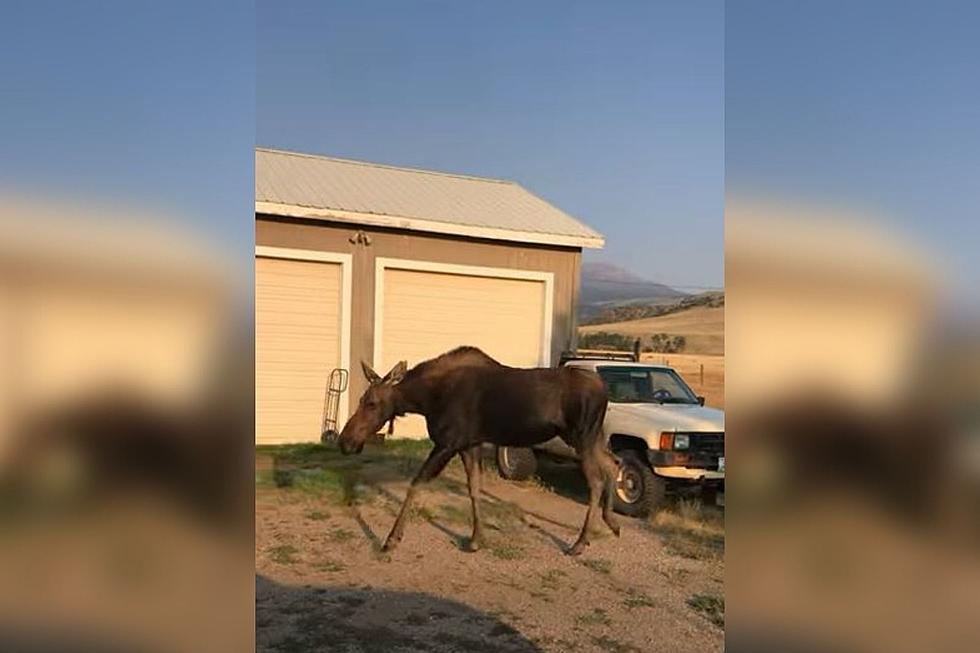 Montana Moose Calls for Calf After Being Separated