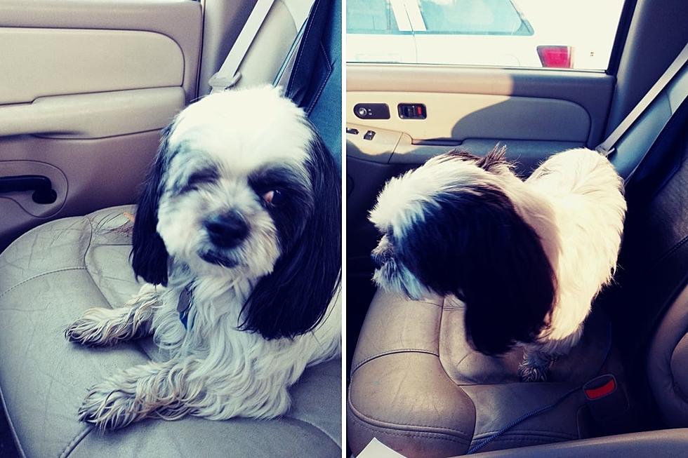 HELP: Lost One-eyed Dog Looking for His Casper Owner