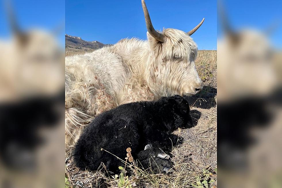 Jeffree Star Shares Photos of Newborn Calf from Star Yak Ranch