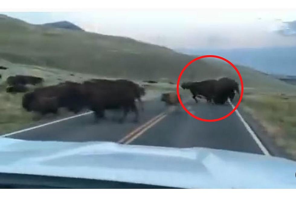 WATCH: Two Bison Aggressively Fight During Mating Season