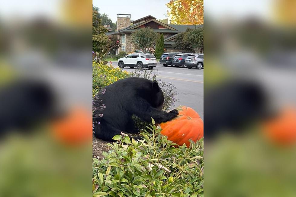 WATCH: Black Bear Gets in the Halloween Spirit by Eating Giant Pumpkin