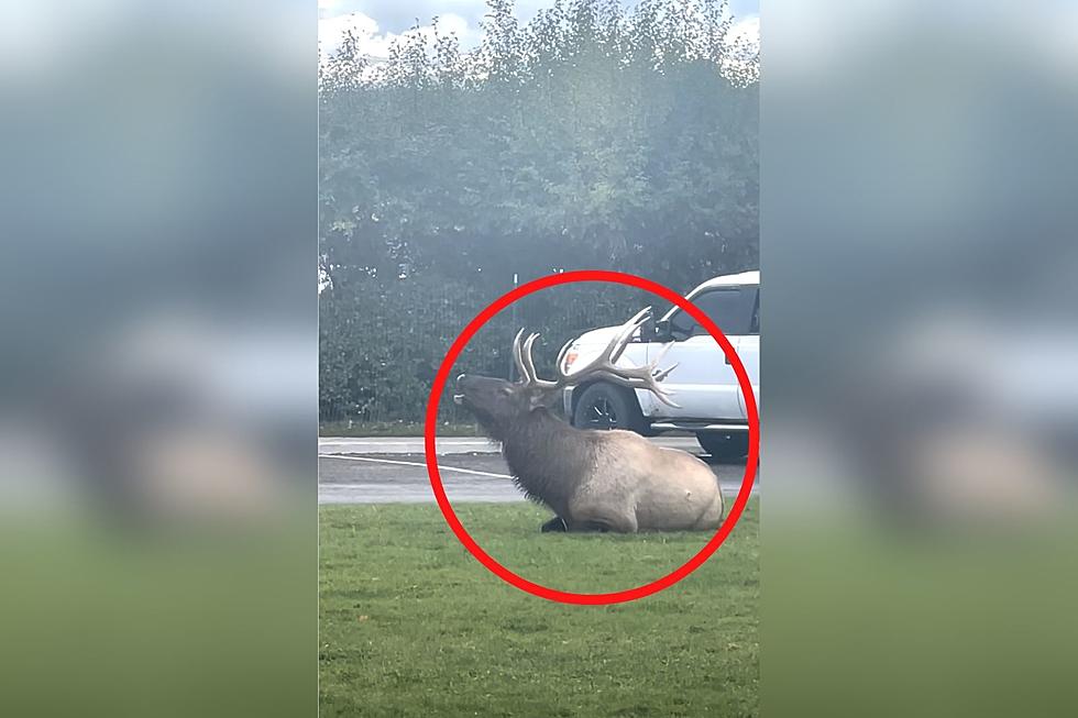 Watch This Rutting Bull Elk Display Baffle Tourists at Yellowstone National Park