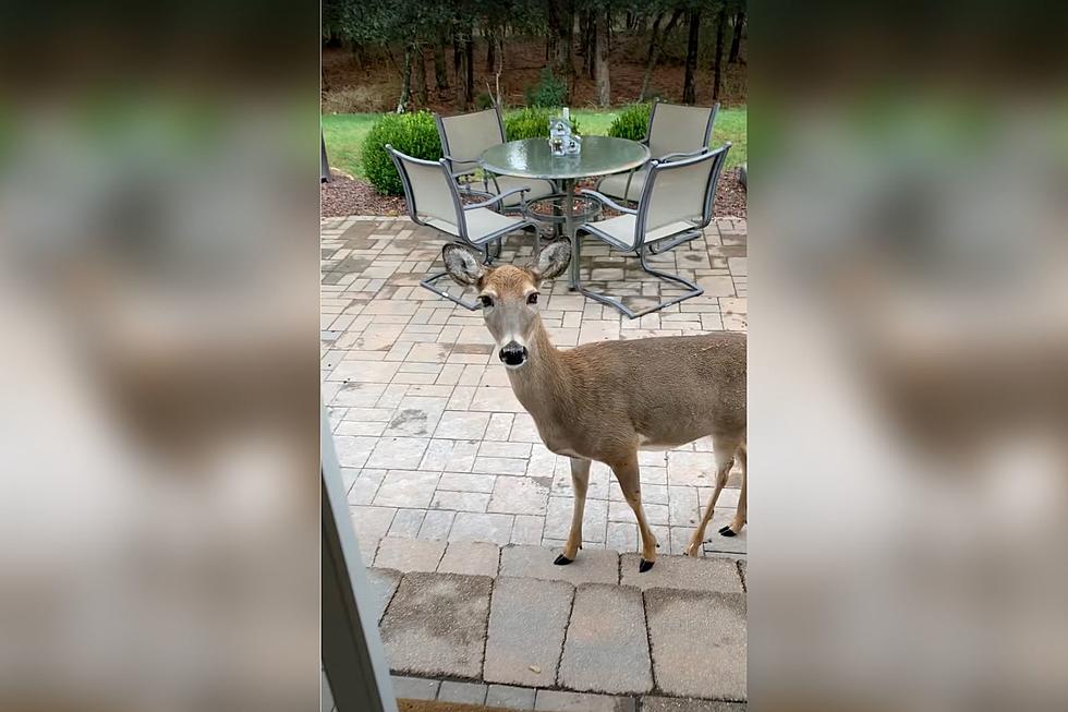 Friendly Deer & Squirrel Make Backyard Look Like a Disney Movie