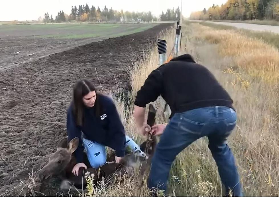 WATCH: Good Samaritans Free Moose Calf From Fence