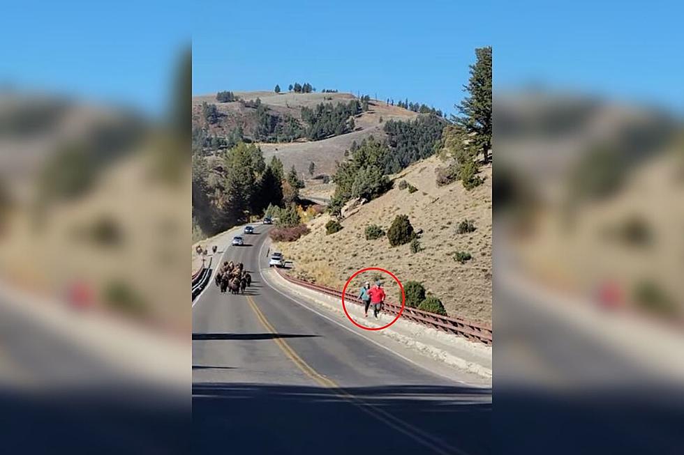 Tourons Ignore Safety to Take Pics of Bison Herd in Yellowstone