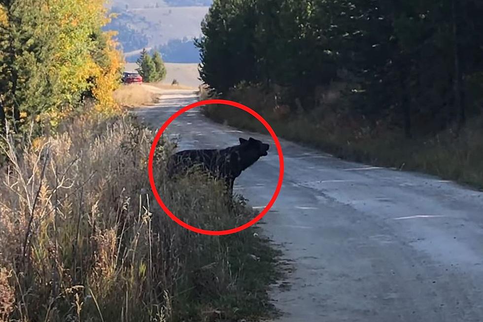 WATCH: Howling Wolf Makes Presence Known in Yellowstone