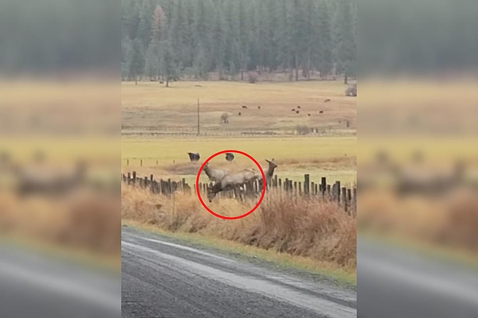 WATCH: Elk Gets Stuck on Fence, But Hilariously Escapes Unharmed