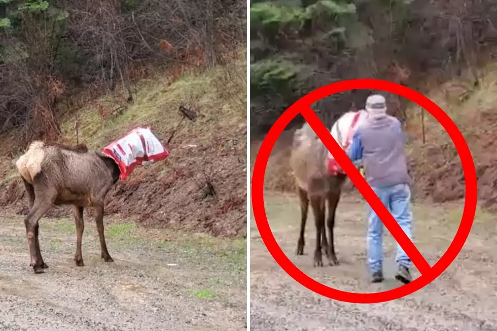 WATCH: Man Saves Elk With a Bag Stuck on Its Head