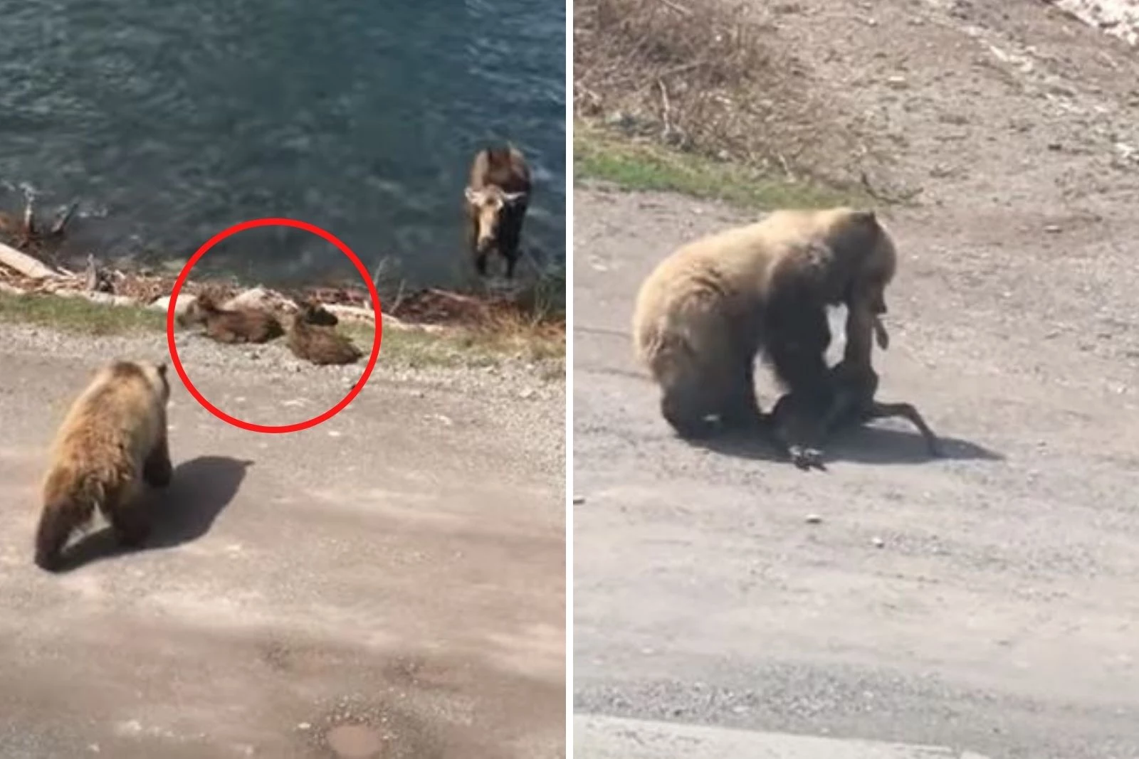 GRAPHIC: Video Shows Grizzly Bear Taking a Moose Calf in Montana