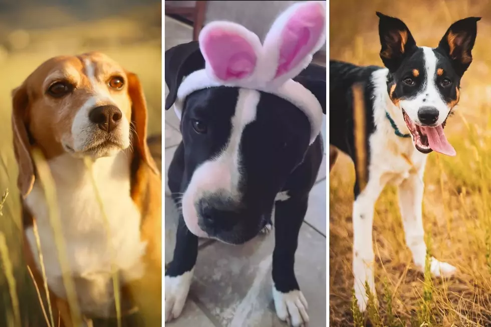 These Adorable Casper Dogs Will Make Your Day Better