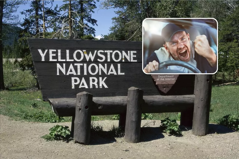 Instagram-er Urges Drivers to Do the Speed Limit at Yellowstone National Park