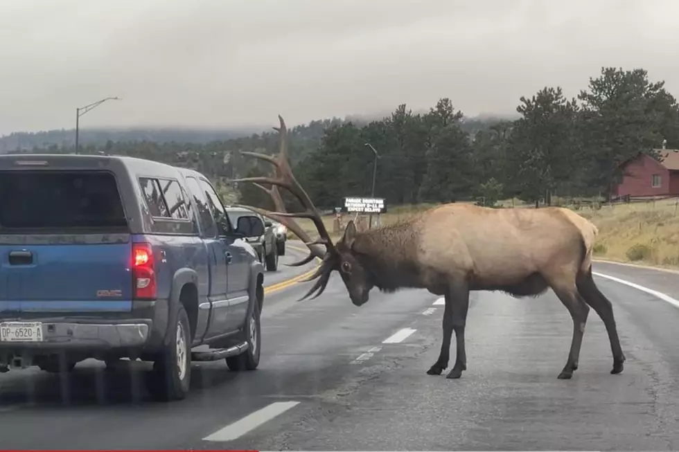 Check Out This Showdown on the Highway: Elk versus Pickup Truck
