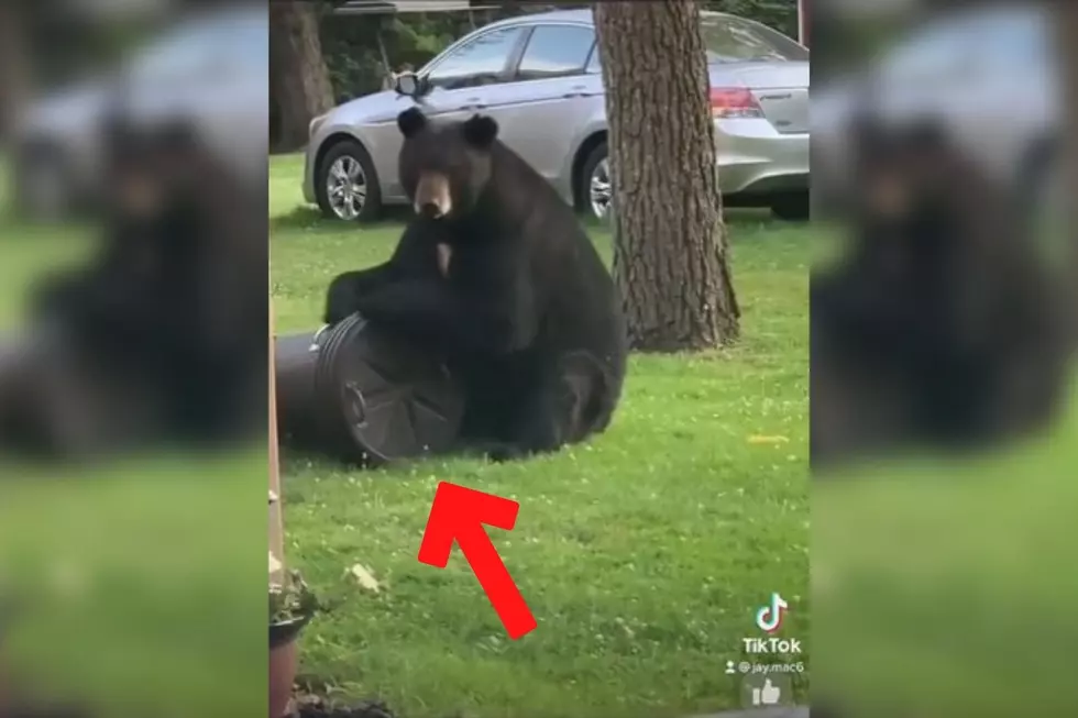 Hilarious &#8216;Voice Over&#8217; Video Proves No Trashcan Is Bear Proof