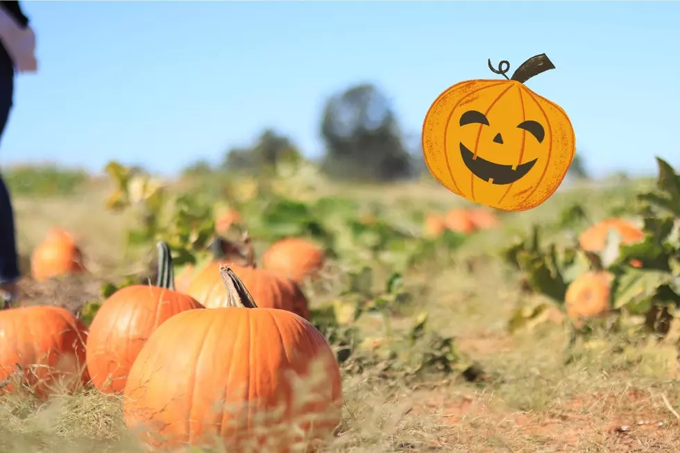 Excel Academy Hosting a Month Long Pumpkin Patch in October