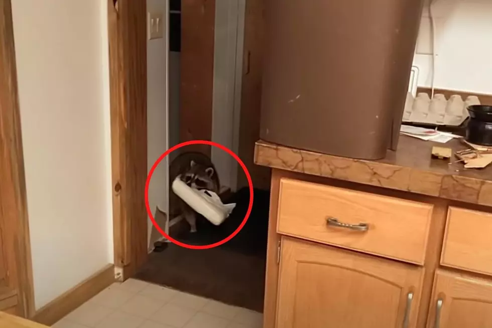 WATCH: Sneaky Wyoming Raccoon Thief Makes Clean Getaway