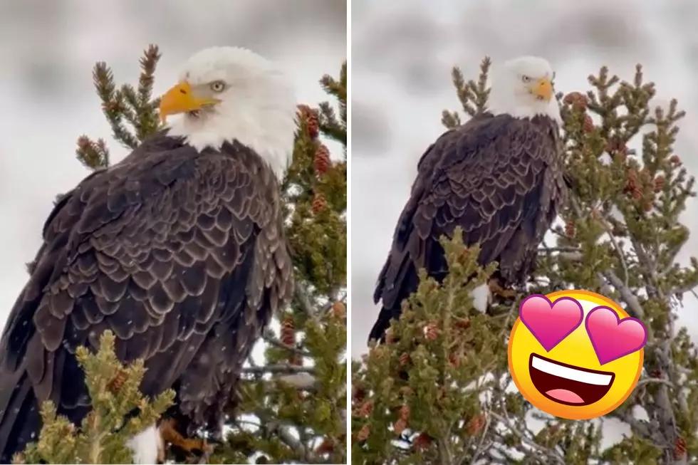 WATCH: Majestic Footage of a Bald Eagle on Christmas Day at Yellowstone National Park