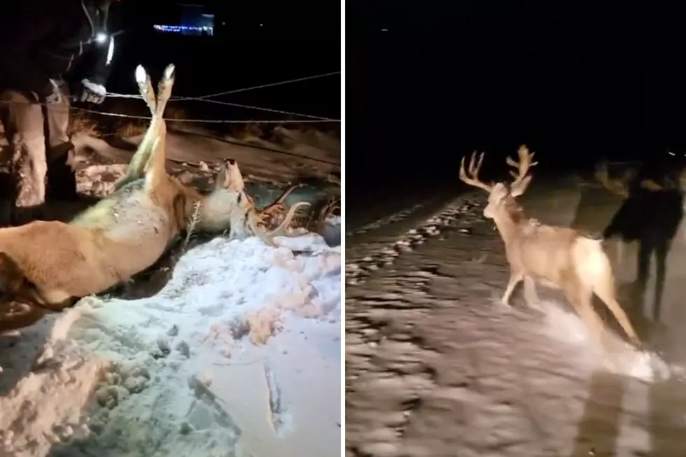 WATCH: Casper Couple Free Buck Tangled in Barb Wire Fence