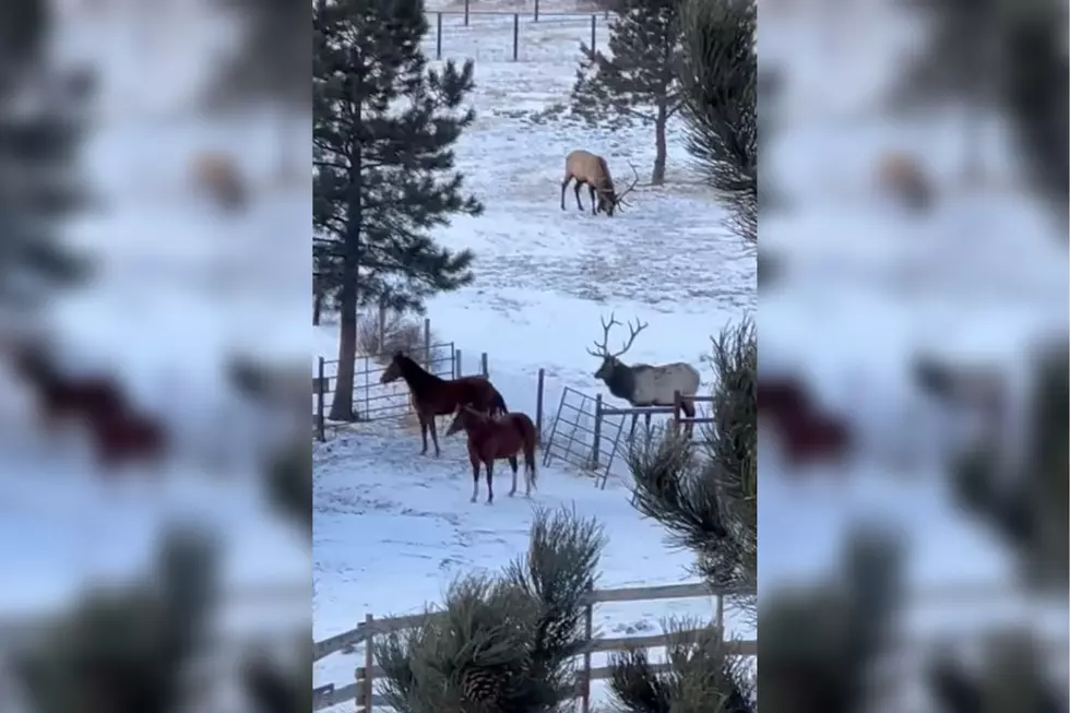 WATCH: Horse and Elk Make Unlikely Friends at Estes Park Colorado