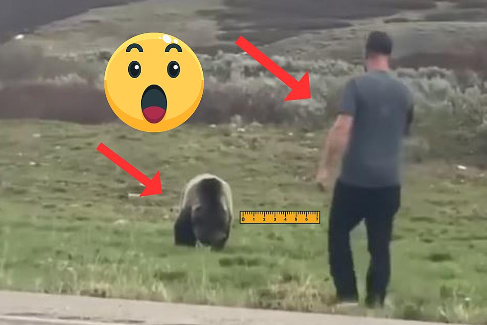 WATCH: Tourist Risks Life for Video of Bear at Togwotee Pass