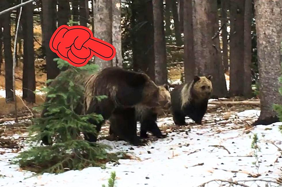 Momma Grizzly Bear and Cute Little Cubs Filmed at Yellowstone National Park