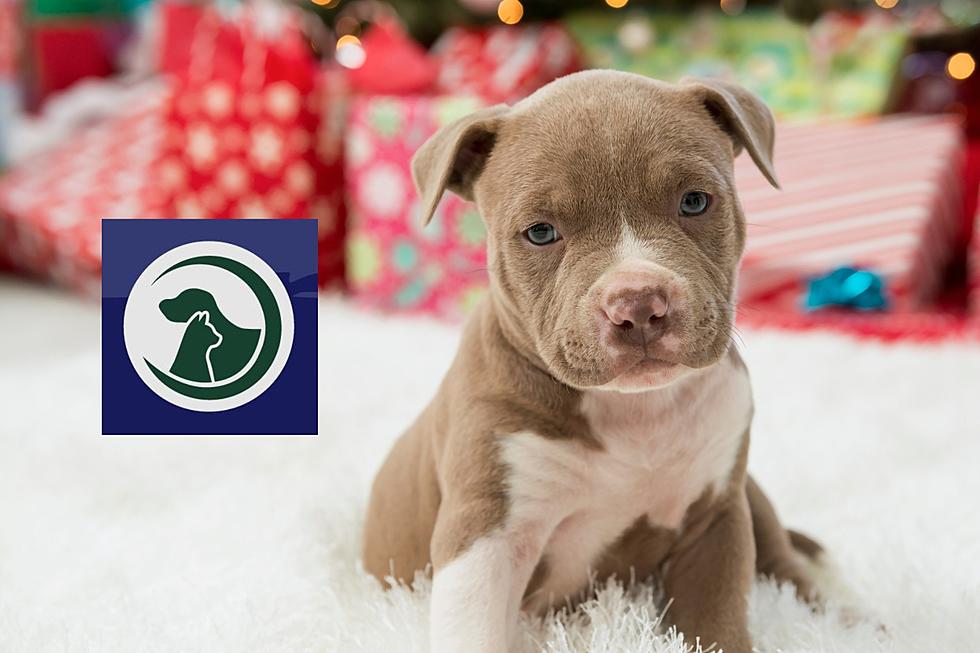 Metro Animal Services Hosting ‘Winter Adoption Event’ at Petco of Casper