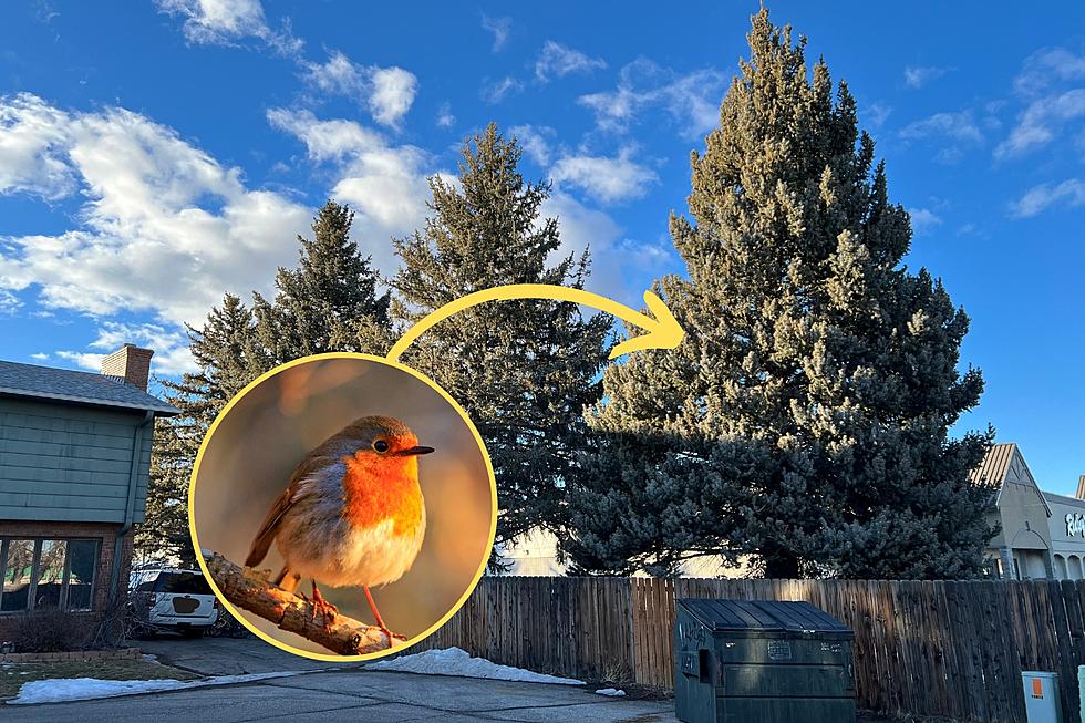 Casper Bird Invasion: How Warm Weather Brought a Fowl Problem