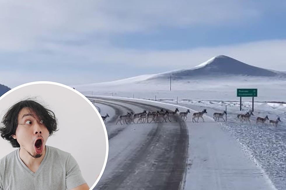 Check Out This Majestic Herd of Over 20,000 Wyoming Antelope Migrating