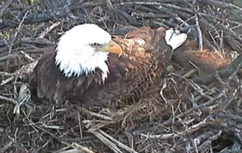 Live Web Cam In Eagle’s Nest